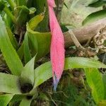 Billbergia nutansÇiçek