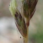 Sesleria caerulea Tervik taim