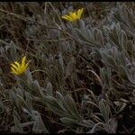 Heterotheca sessiliflora Habit