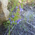 Scutellaria drummondii Yeri