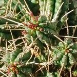 Euphorbia mammillaris Leaf
