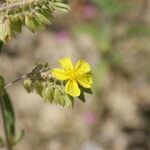 Helianthemum syriacum Kvet