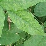 Wisteria frutescens Leaf