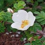 Rosa omeiensis Flower