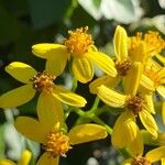 Senecio angulatusFlower