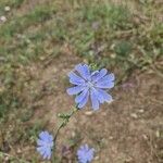 Cichorium intybus花