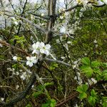 Prunus spinosa Kôra