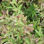 Spiraea cantoniensis Blatt