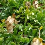 Ranunculus glacialis Leaf