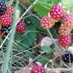 Rubus ulmifolius Frutto