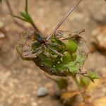 Hippocrepis multisiliquosa Frutto