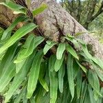 Pyrrosia lanceolata Leaf