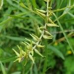 Salix exigua Plod