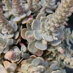 Orostachys malacophylla ഇല