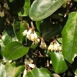 Elaeagnus macrophylla Virág