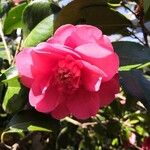 Camellia japonica Kwiat