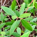 Maytenus boaria Hoja