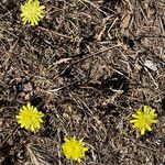 Hypochaeris cretensis Flower