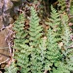 Cosentinia vellea Libunga