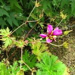 Geranium psilostemon ശീലം