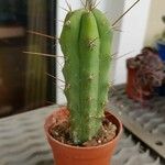 Lobivia bridgesii Frunză