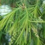 Melaleuca linariifolia Blatt