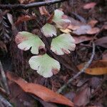 Adiantum jordanii Celota