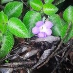 Episcia lilacina Flors