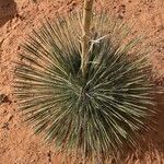 Yucca elata Blad