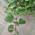 Plectranthus forsteri Blad