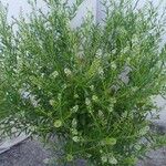 Lepidium virginicum Habitus