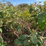 Solanum gomphodes Habit