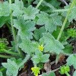 Ranunculus parviflorus Blad