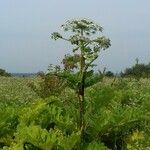 Heracleum mantegazzianum Habit