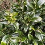 Sarcococca ruscifolia Foglia