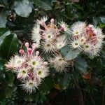Syzygium multipetalum Цветок
