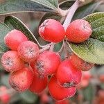 Cotoneaster franchetii Plod