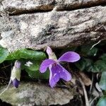 Viola odorata Flower