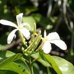 Saba senegalensis Λουλούδι