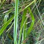 Scirpus sylvaticus Fuelha