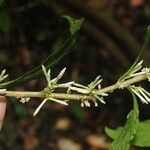 Cestrum schlechtendalii Schors