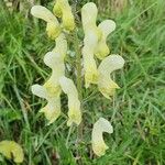 Aconitum lycoctonum Blomst