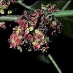 Protium heptaphyllum