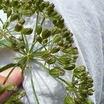 Sium latifolium Fruit