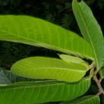Perebea guianensis Hoja