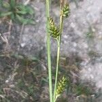 Carex punctata Hoja