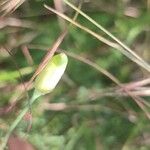 Cienfuegosia yucatanensis