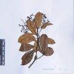 Photinia integrifolia Ďalší