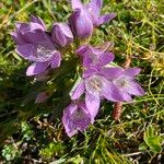 Gentianella ramosa Λουλούδι