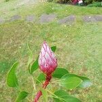 Protea cynaroidesFlower